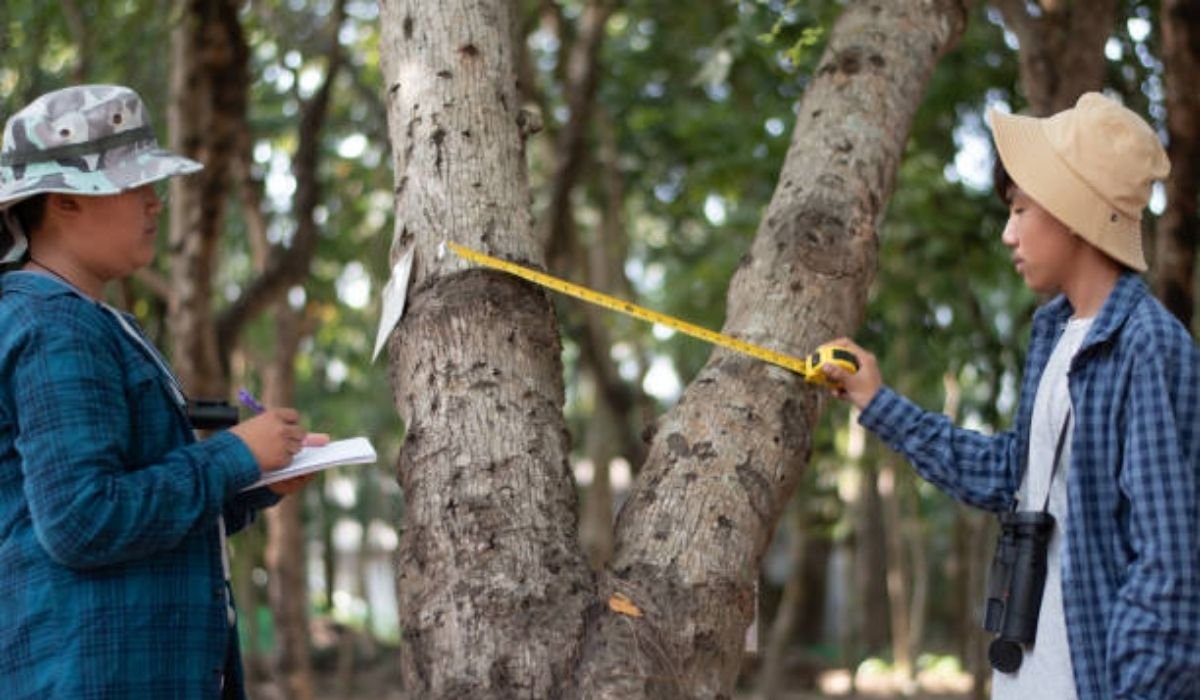 Different Tree Species