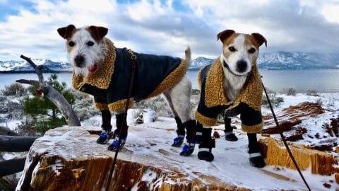 Keep Paws Dry & Secure with Waterproof Dog Boots